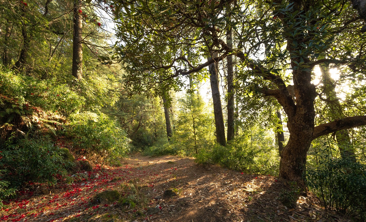 Лес в Гималаях