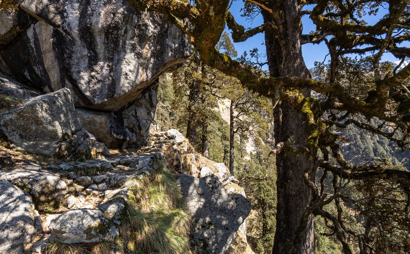 Среди камней и деревьев