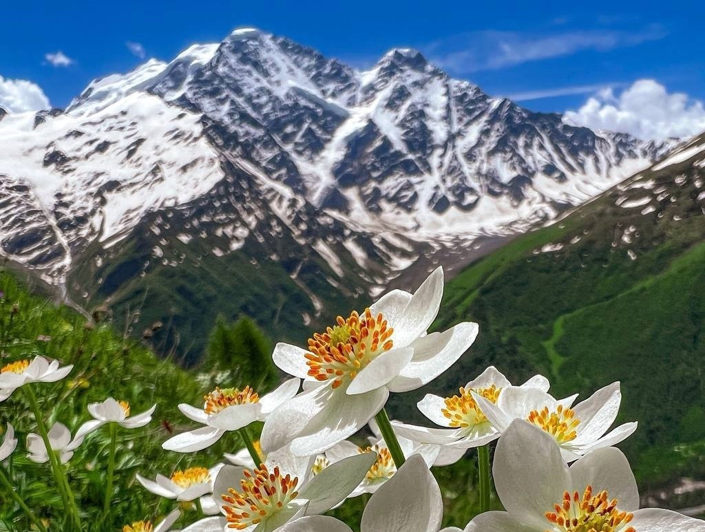 Цветы и горы