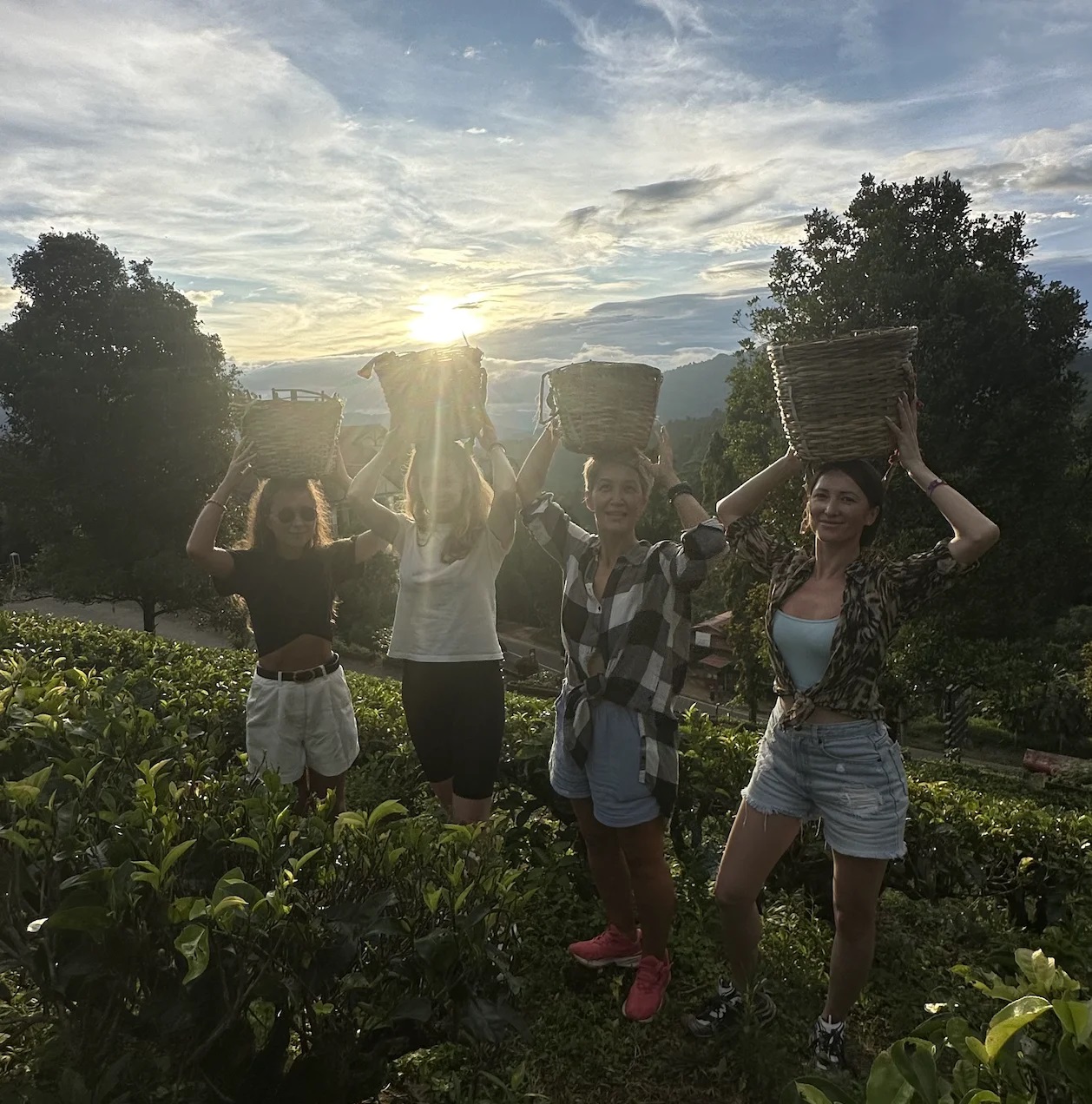 Собираем чай