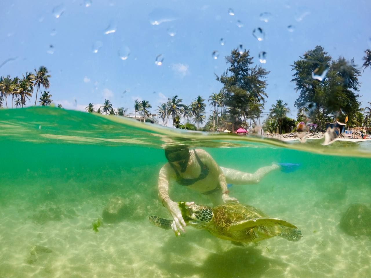 Я и черепаха