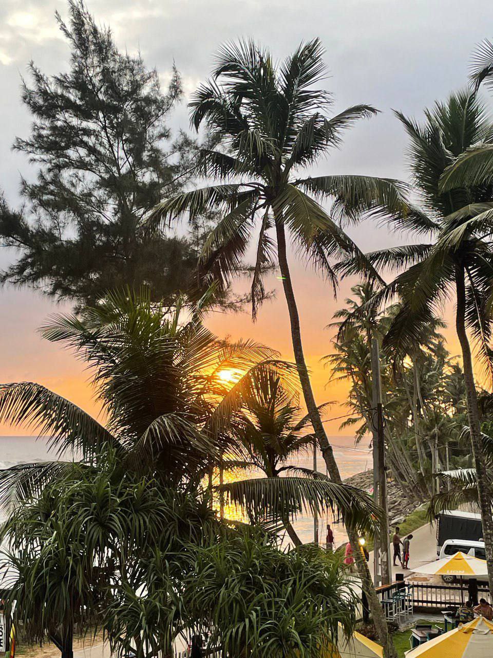 Пальмы и солнце