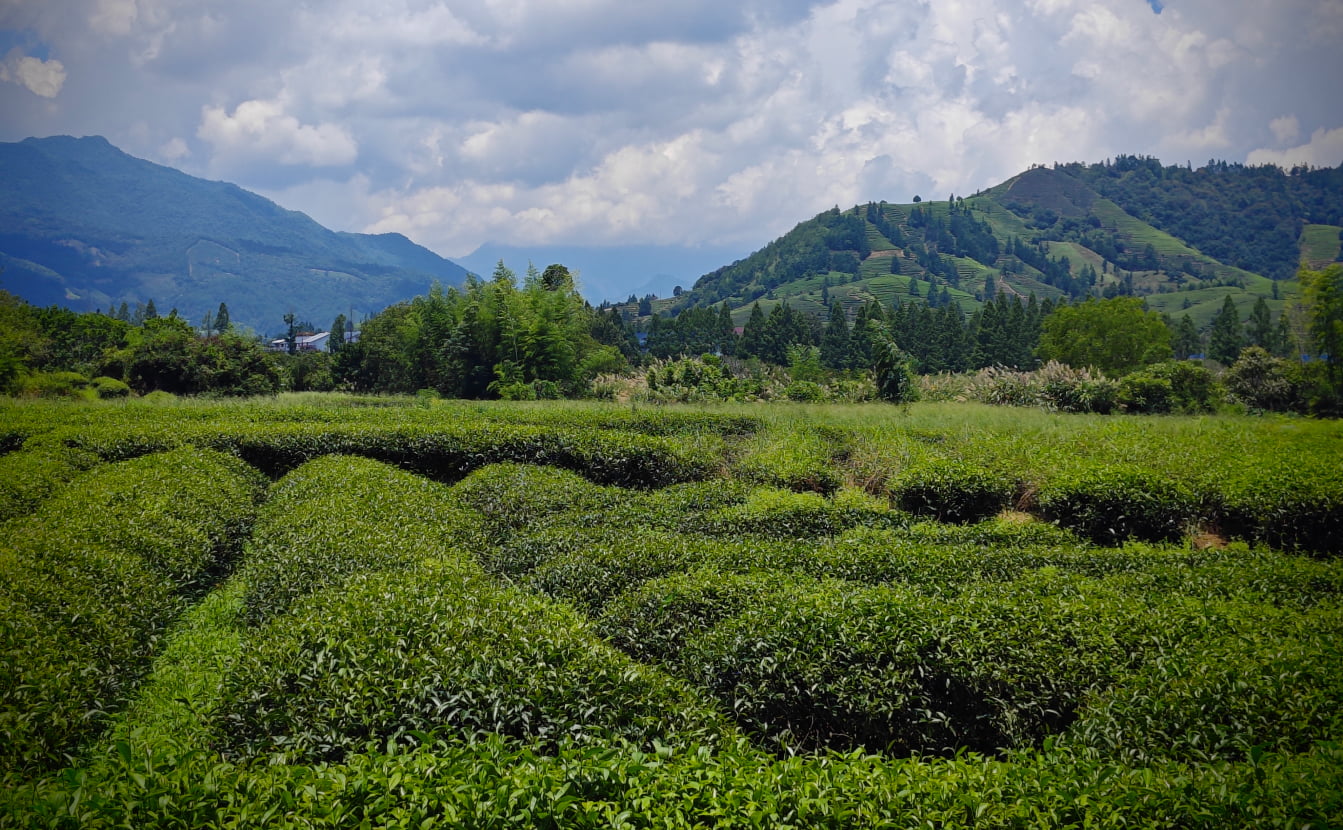 Поля чая в Китае
