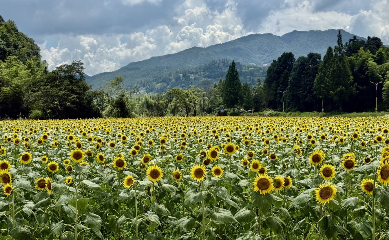 Китай подсолнух