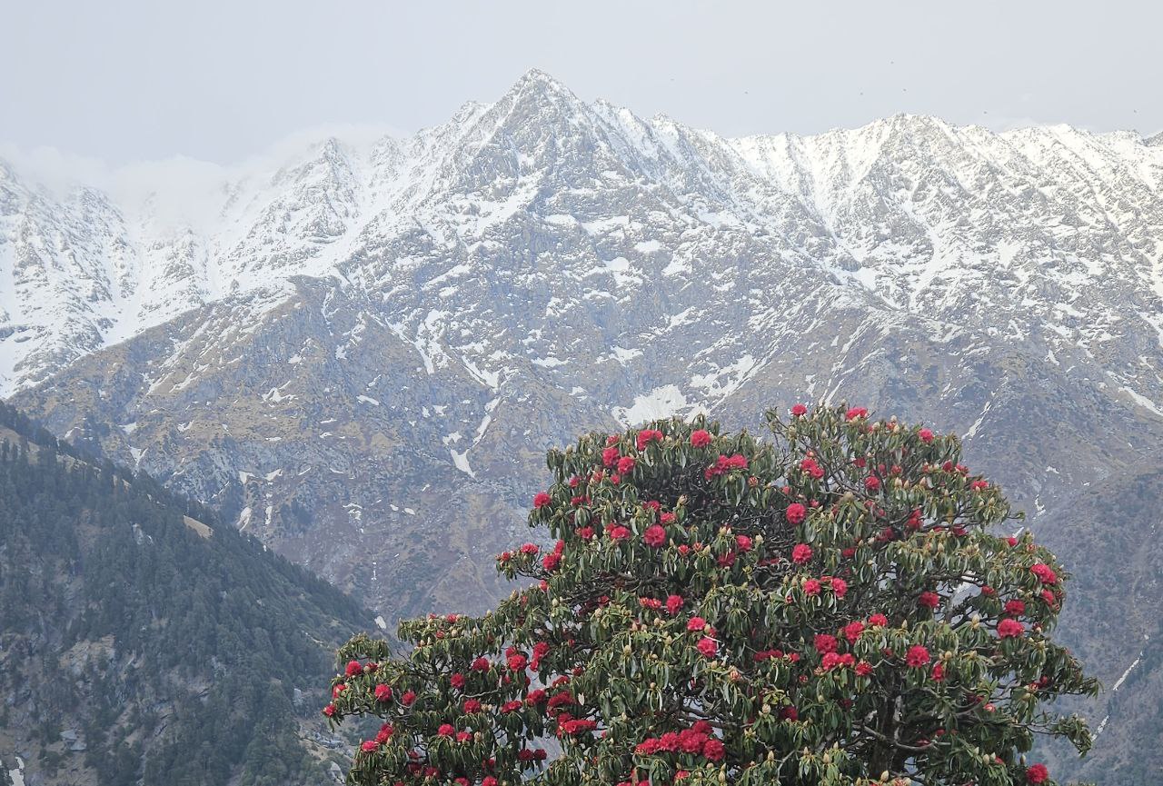 Рододендрон