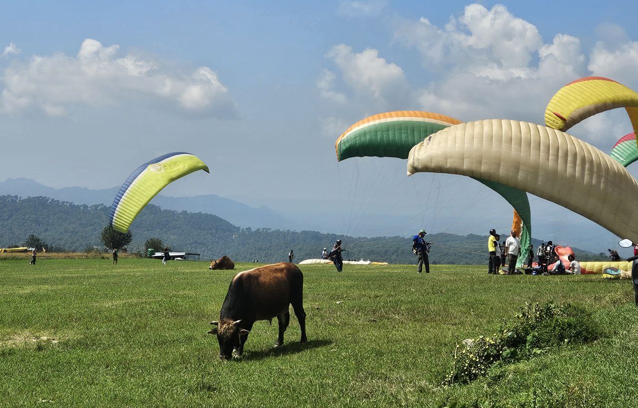 Корова и парапланы