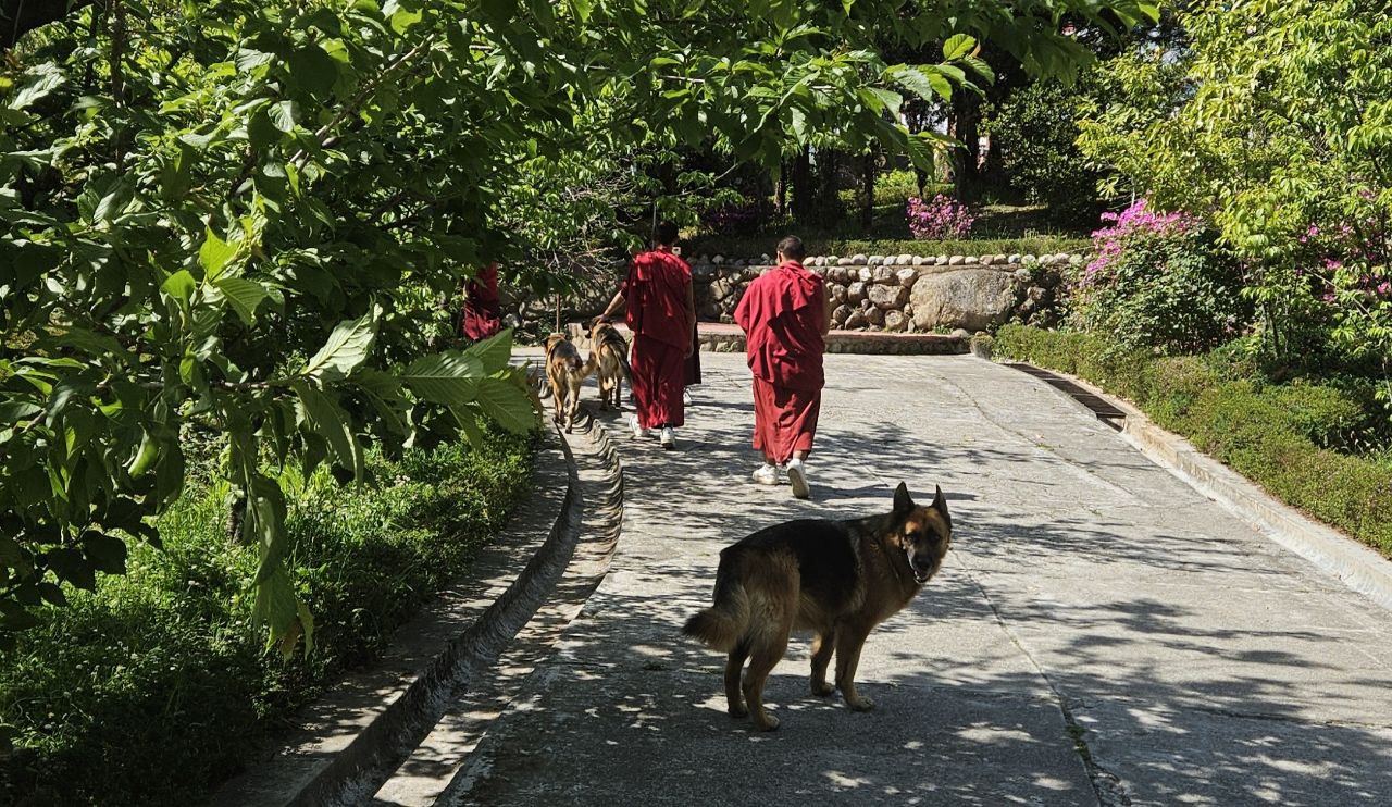 Дхарамсала собака