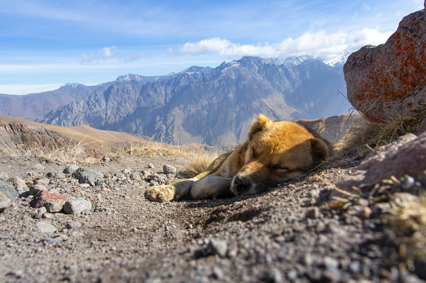Грузия собака