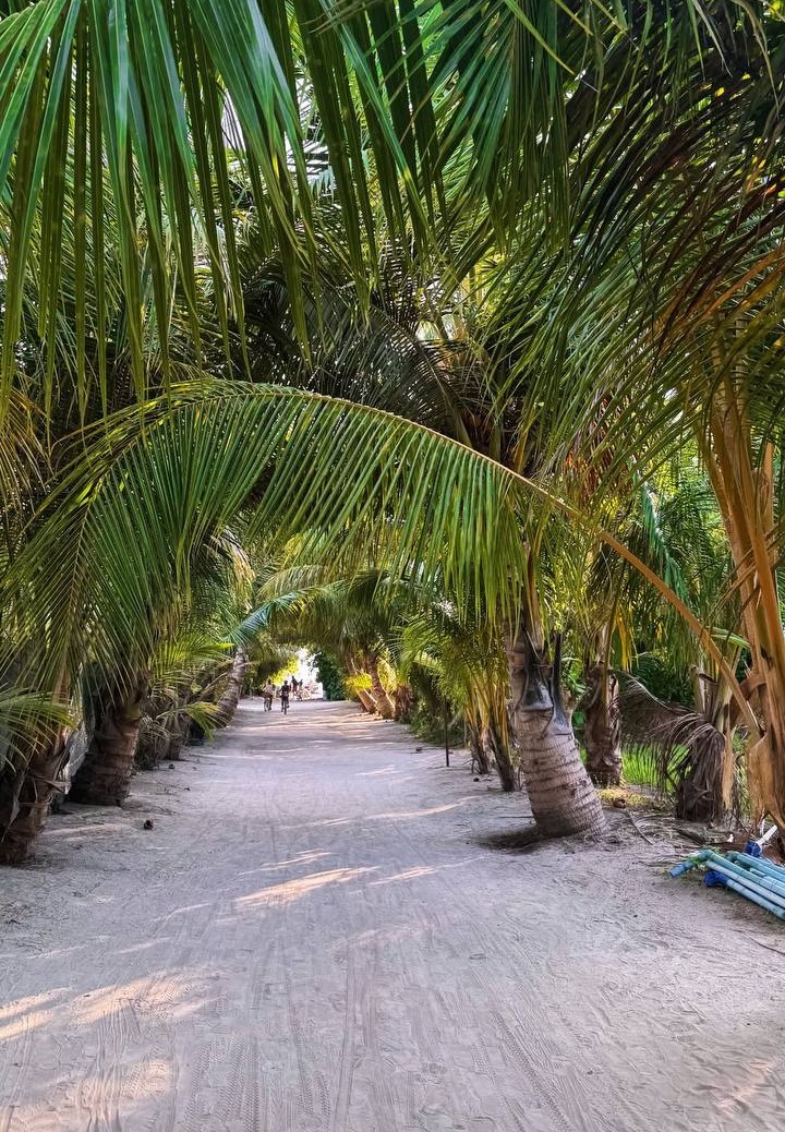 Дорога и пальмы