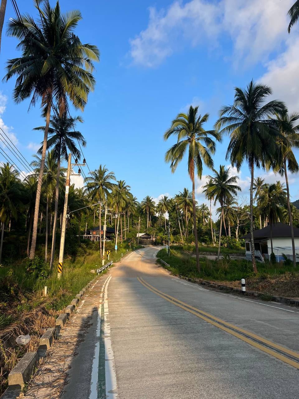 Дорога с пальмами