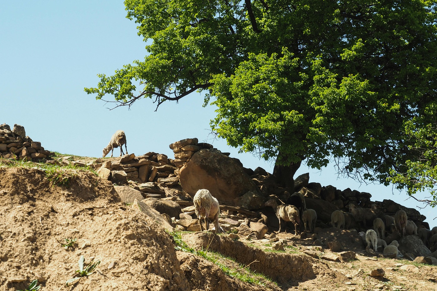 Овцы под деревом