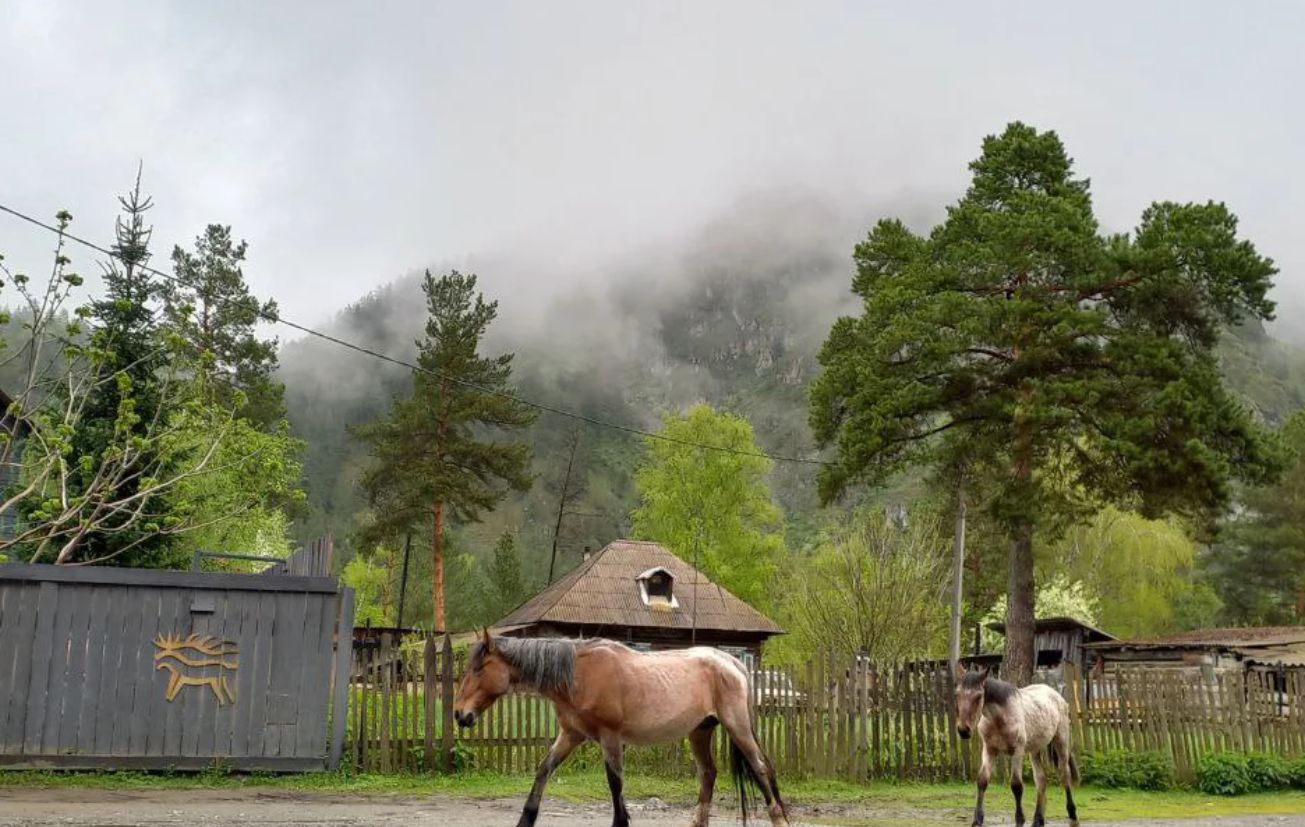 Алтай лошади