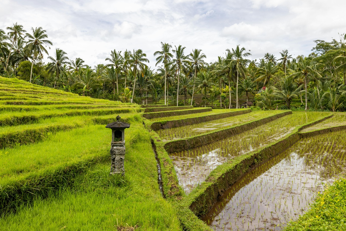 Рисовые поля