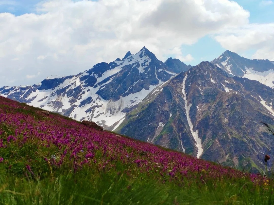 Горы и цветы