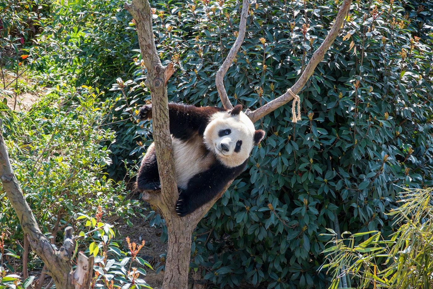 Панда