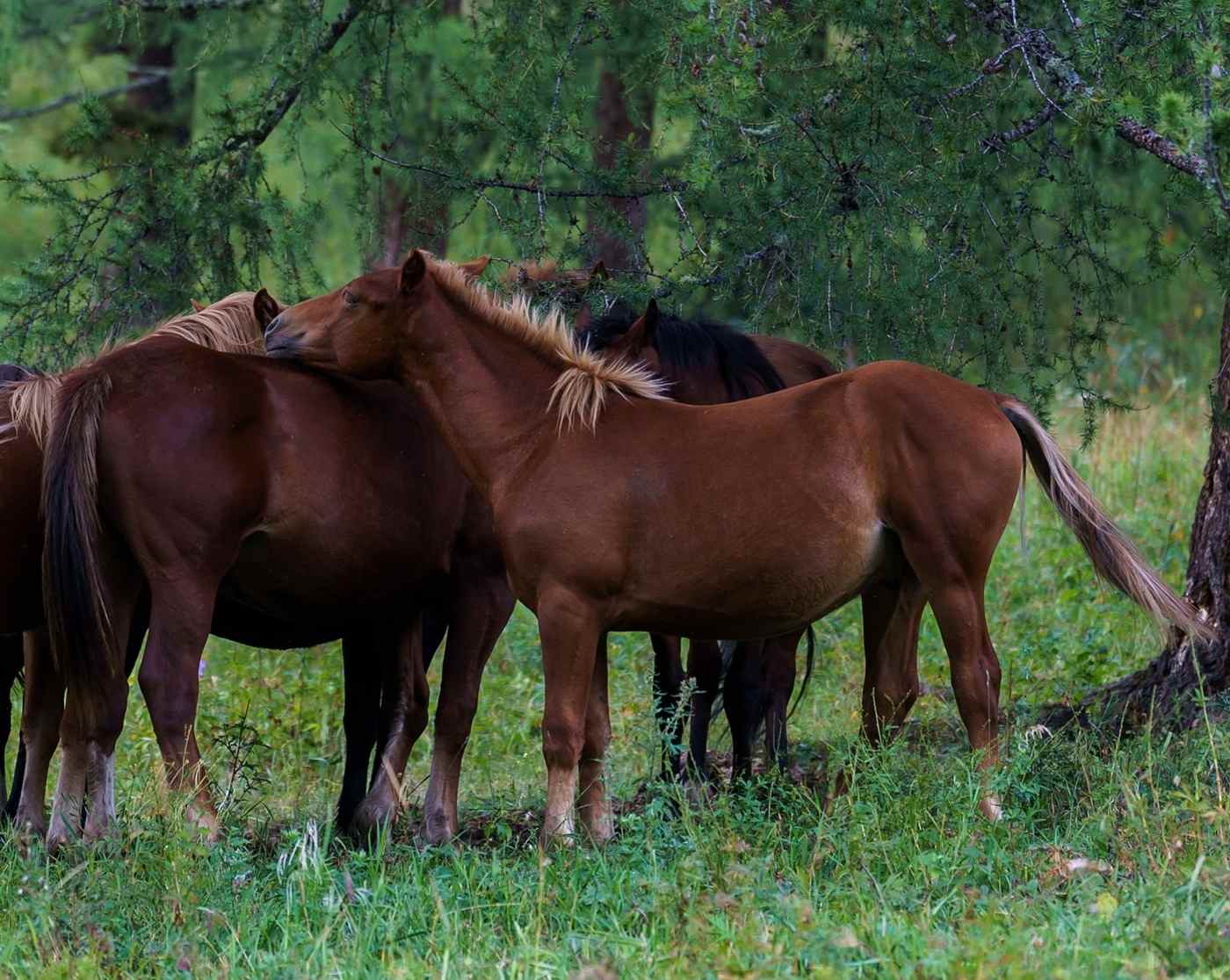 Лошади Алтай