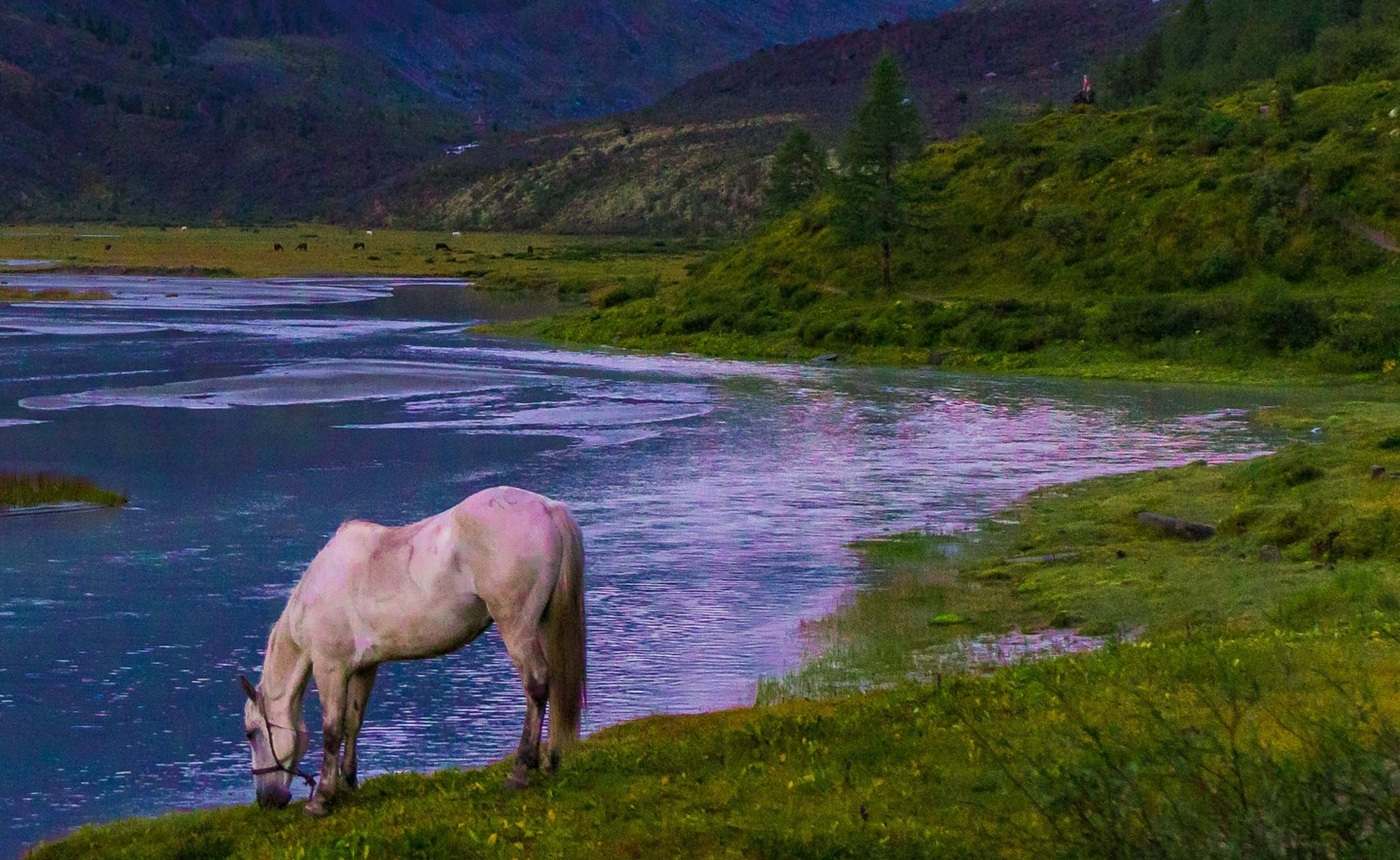 Лошадь у реки на Алтае