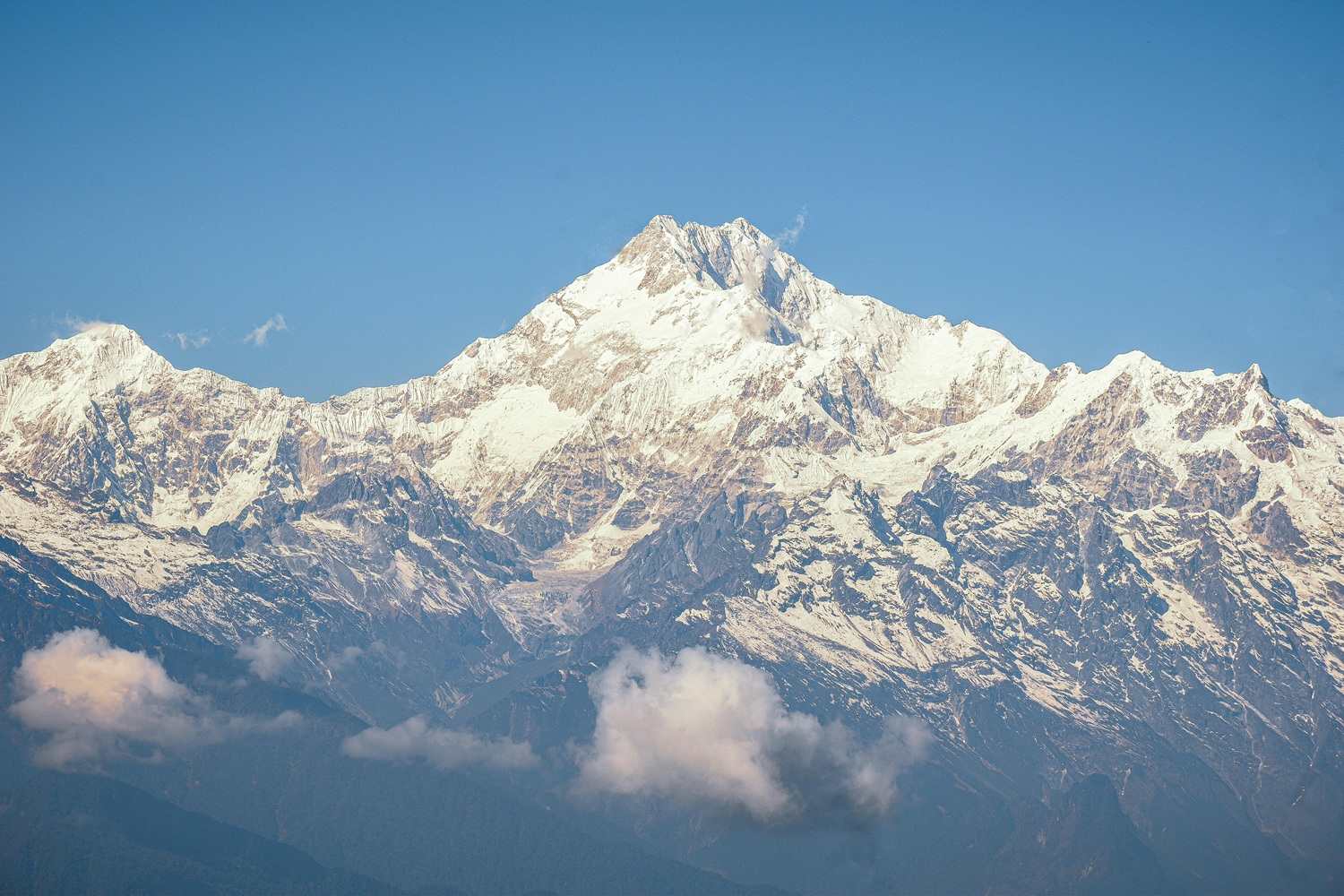 Рододендроны