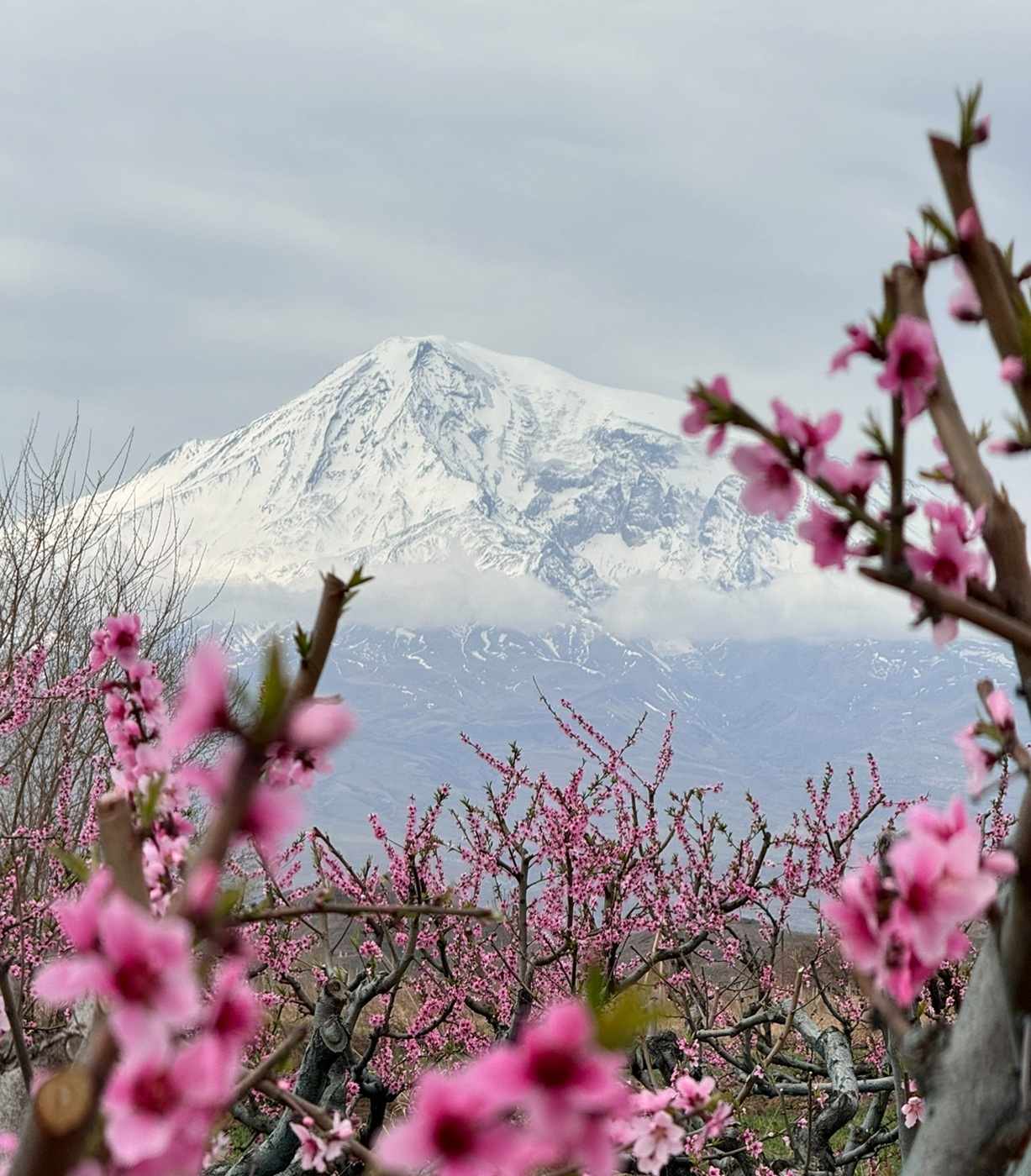 Арарат