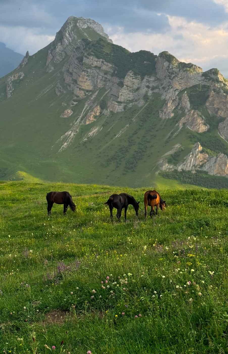 Лошади