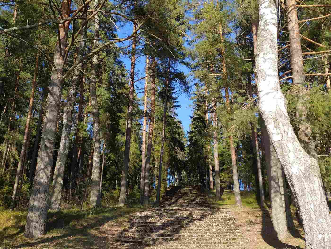 Лес