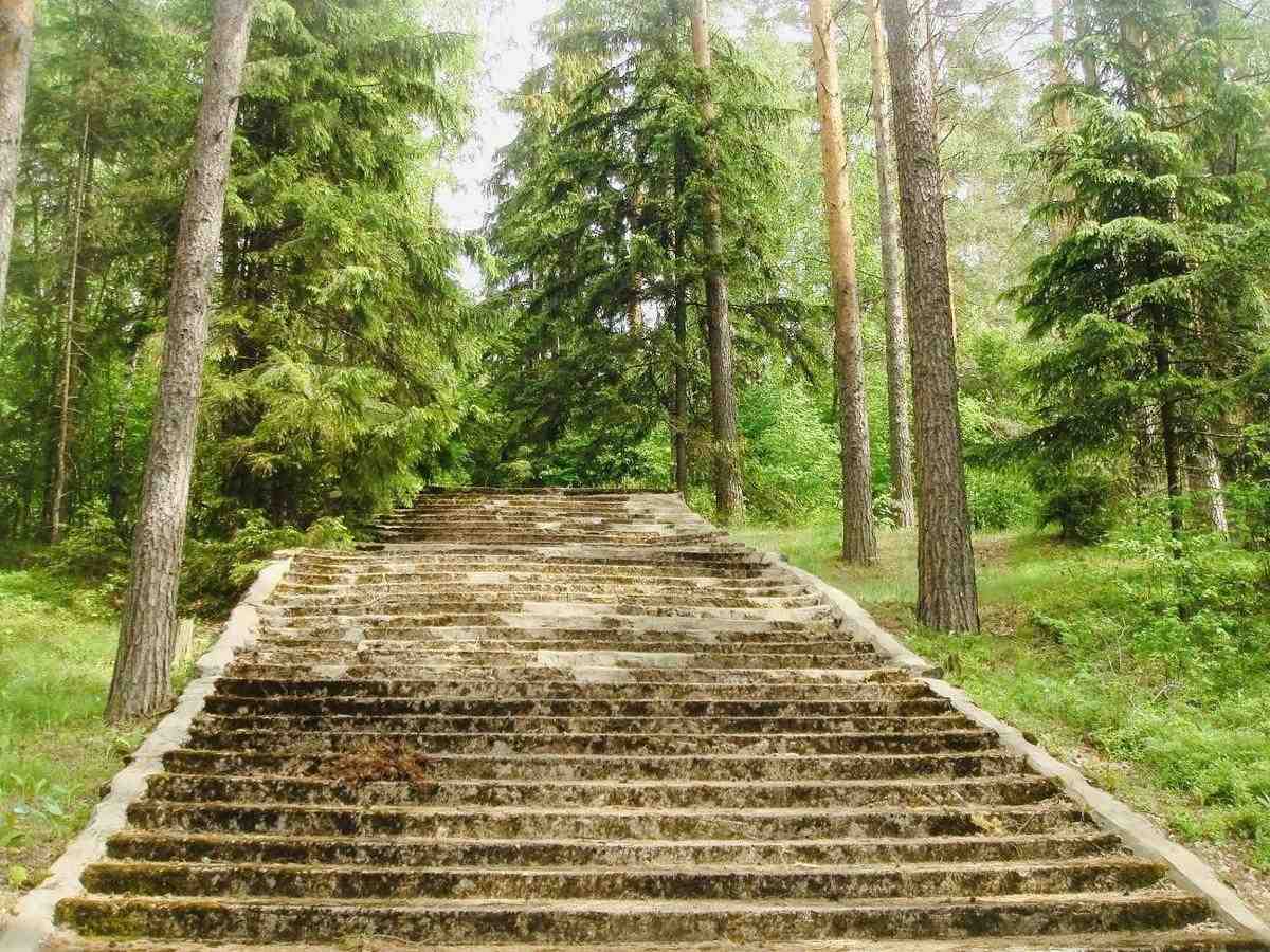 Лес