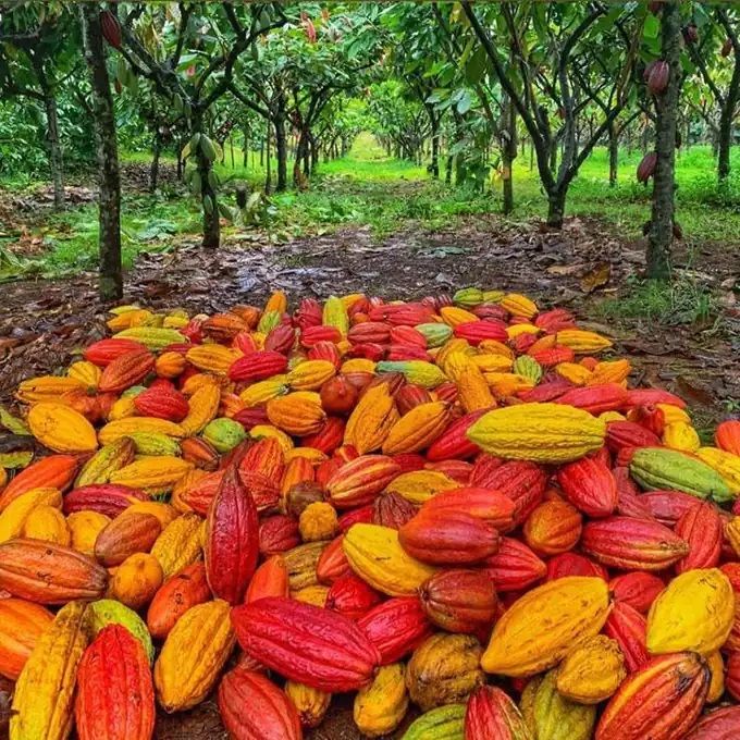 Какао